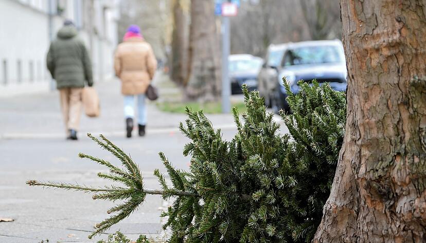 Bitte nicht im Ofen verbrennen: Damit das Holz des Weihnachtsbaums noch umweltschonend genutzt werden kann, sollte man die kommunale Abholung nutzen.