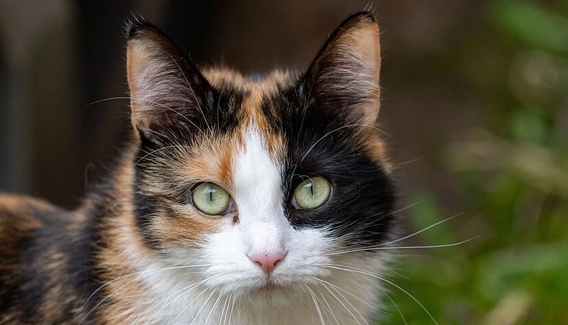 Streunende Katzen gef&auml;hrden laut dem Jagdverband Singv&ouml;gel und Bodenbr&uuml;ter. (Symbolbild)