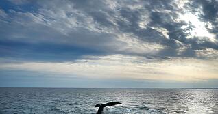 Angesichts der Weite der Ozeane ist ihr Schutz eine Herausforderung (Archivbild)