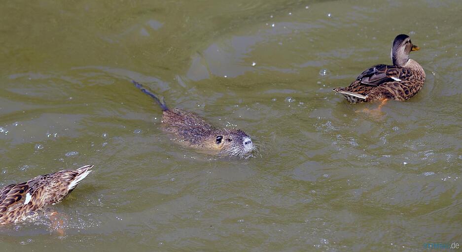 Nutria-Familie im Heilbronner Wertwiesenpark Nutria-Familie im Heilbronner Wertwiesenpark