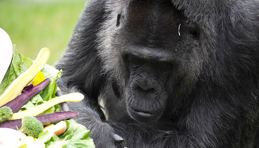 Seit mehr als sechs Jahrzehnten lebt Fatou im Berliner Zoo.