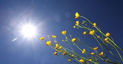 Butterblumen im Sonnenschein.