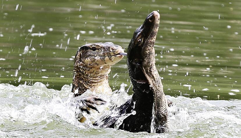 Bindenwarane halten sich besonders gern im Wasser auf. (Archivbild)