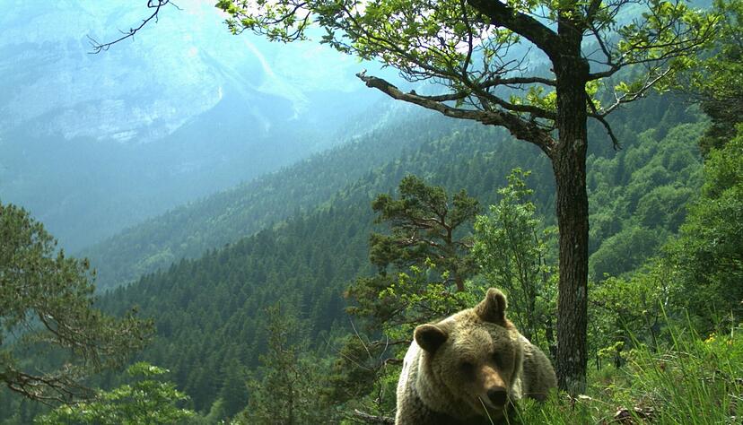 Mehrfach gab es im Trentino Attacken von B&auml;ren auf Menschen. (Symbolfoto)