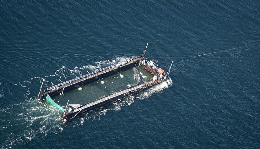 Der Buckelwal war Anfang M&auml;rz erstmals in der Ostsee gesehen worden.