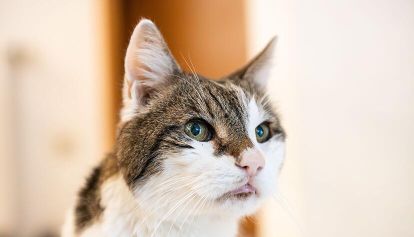Katzen sollen auch in Amsterdam sicher wieder nach Hause kommen. (Symbolbild)