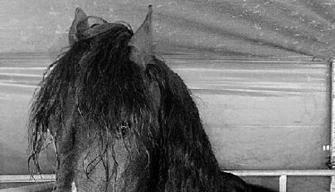 Bei den Zirkusvorstellungen gibt's viele Tiere zu sehen.