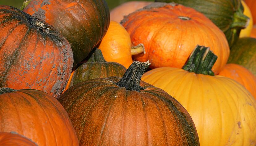 Von grünen Stellen an Kürbissen sollte man sich nicht abschrecken lassen. (Archivbild) Von grünen Stellen an Kürbissen sollte man sich nicht abschrecken lassen. (Archivbild)