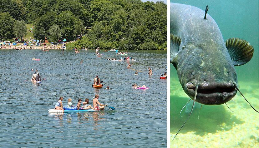 Gro&szlig;e Welse kommen auch in der Region Heilbronn h&auml;ufig vor - wie beispielsweise im Breitenauer See.