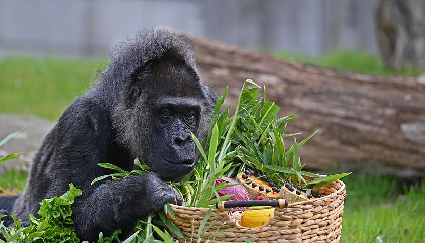 Gorillas zählen zu den Arten, deren Erhalt hohe Priorität hat. Gorillas zählen zu den Arten, deren Erhalt hohe Priorität hat.