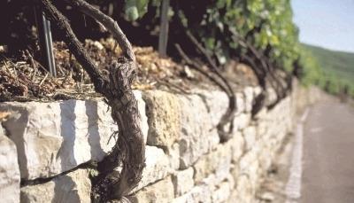 Historische Weinberge mit regionaltypischen Sorten halten die Prädikatsweingüter hoch. Mit dem Begriff &quot;Großes Gewächs&quot; werden Weine aus solchen Lagen auf dem Etikett inzwischen besonders gekennzeichnet.Foto: DWl