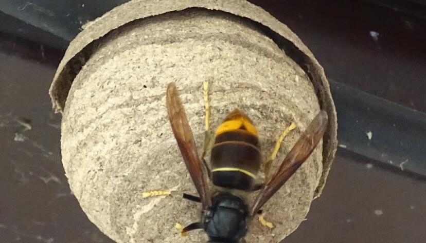 Erste Stufe: Junge Königin der invasiven Asiatischen Hornisse beim Nestbau. Die ersten geschlüpften Arbeiterinnen helfen dann bei der Vergrößerung des Nests.