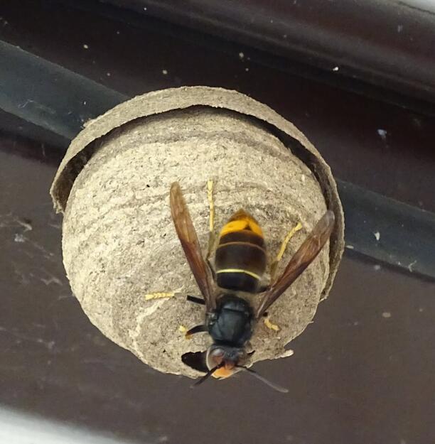 Erste Stufe: Junge Königin der invasiven Asiatischen Hornisse beim Nestbau. Die ersten geschlüpften Arbeiterinnen helfen dann bei der Vergrößerung des Nests. Erste Stufe: Junge Königin der invasiven Asiatischen Hornisse beim Nestbau. Die ersten geschlüpften Arbeiterinnen helfen dann bei der Vergrößerung des Nests.