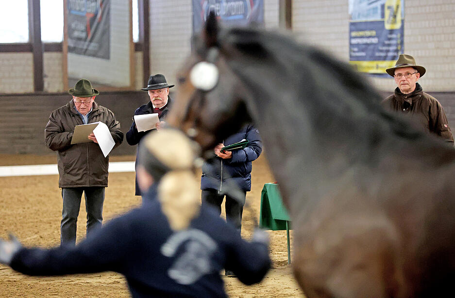 172 Pferde und Ponys stellen Züchter und Besitzer am Samstag und Sonntag beim Reiterverein Heilbronn am Trappensee vor.