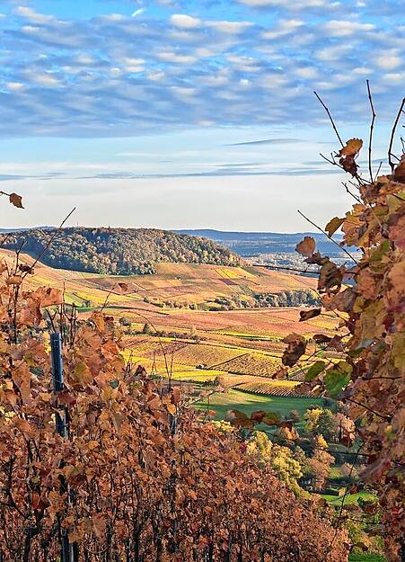 David Neugebauer aus Bad Friedrichshall zeigt die goldene Landschaft vom Scheuerberg aus.
