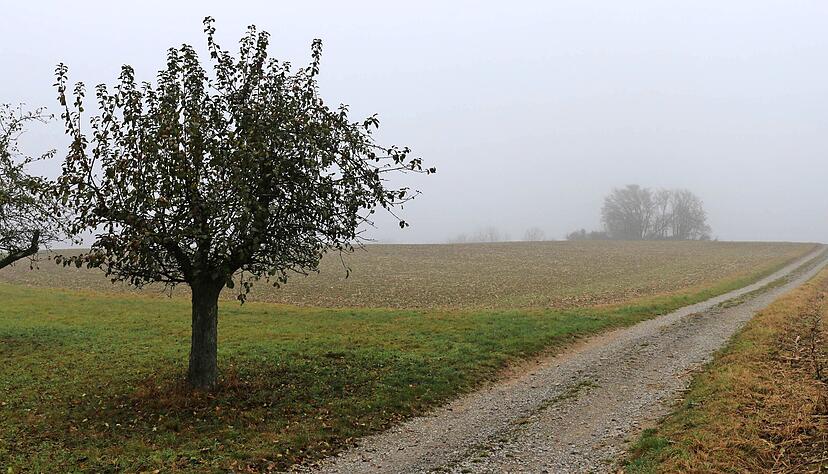 Auf einer landwirtschaftlichen Fl&auml;che bei Nagelsberg soll ein zwei Hektar gro&szlig;er Solarpark entstehen.
Foto: Armin R&ouml;&szlig;ler
