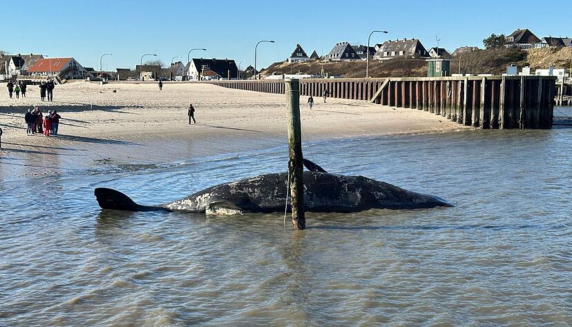 Es wird wegen Explosionsgefahr davor gewarnt, sich dem Tier zu n&auml;hern.