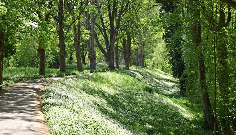 Gefährdete Idylle: Die Sanierungspläne bedrohen erhebliche Teile des Baumbestands im Mannheimer Waldpark. Gefährdete Idylle: Die Sanierungspläne bedrohen erhebliche Teile des Baumbestands im Mannheimer Waldpark.