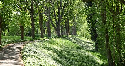 Gefährdete Idylle: Die Sanierungspläne bedrohen erhebliche Teile des Baumbestands im Mannheimer Waldpark. Gefährdete Idylle: Die Sanierungspläne bedrohen erhebliche Teile des Baumbestands im Mannheimer Waldpark.