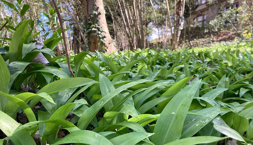 In Laubwäldern und an feuchten Orten wie Bachläufen findet sich jetzt wieder der Bärlauch, der auch als wilder Knoblauch bekannt ist. In Laubwäldern und an feuchten Orten wie Bachläufen findet sich jetzt wieder der Bärlauch, der auch als wilder Knoblauch bekannt ist.