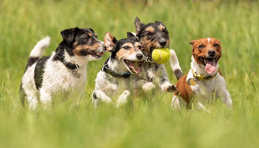 Jack Russell Terrier rennen um die Wette. Foto: Karoline Thalhofer/stock.adobe.com