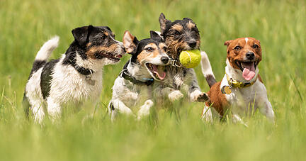 Jack Russell Terrier rennen um die Wette. Foto: Karoline Thalhofer/stock.adobe.com