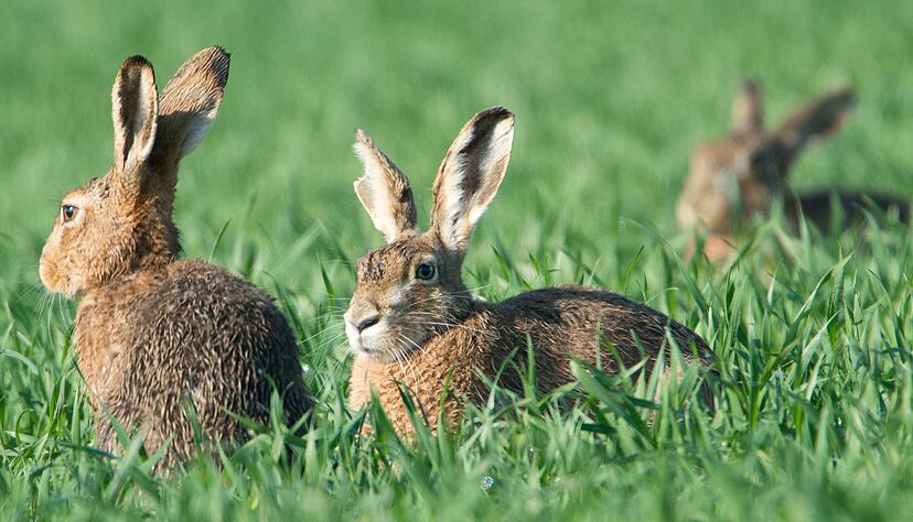 Das milde, trockene Winterhalbjahr 2024/25 und ein frühes, regenarmes Frühjahr haben der Art in die Karten gespielt.(Symbolbild) Das milde, trockene Winterhalbjahr 2024/25 und ein frühes, regenarmes Frühjahr haben der Art in die Karten gespielt.(Symbolbild)