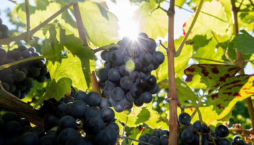 Reife Lemberger Trauben hängen in einem Weinberg in Heilbronn am Rebstock.