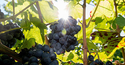 Reife Lemberger Trauben hängen am 28.09.2015 in einem Weinberg in Heilbronn (Baden-Württemberg) am Rebstock. Foto: Daniel Maurer/dpa +++(c) dpa - Bildfunk+++ | Verwendung weltweit