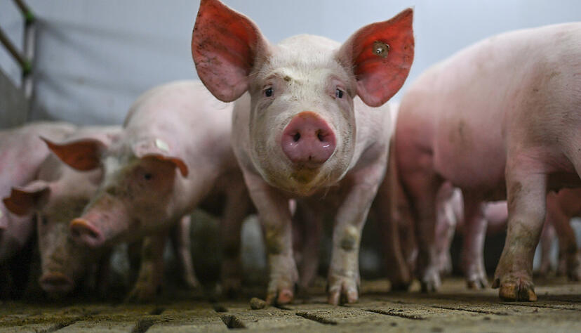 Schweine in einem Mastbetrieb. Nach der Schlachtung werden sie eigentlich vollständig verwertet. Ohne Export ist das kaum noch möglich.