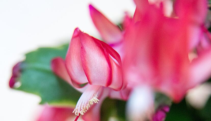 Der Weihnachtskaktus blüht in Rosa, Rot, Weiß oder Violett und bringt mehrere Wochen lang Farbe in die Adventszeit. Der Weihnachtskaktus blüht in Rosa, Rot, Weiß oder Violett und bringt mehrere Wochen lang Farbe in die Adventszeit.