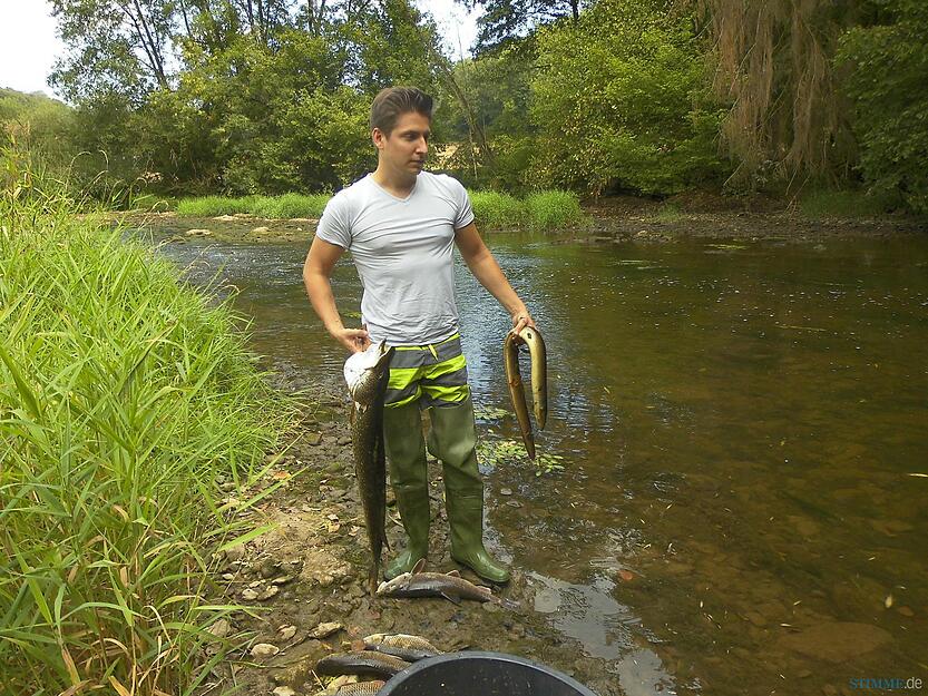 Dominik Fischer holt am 23.08.2015 bei Kirchberg an der Jagst (Baden-Württemberg) tote Fische aus der Jagst. Nach einem Brand in einem Mühlenbetrieb in Kirchberg war verunreinigtes Löschwasser in die Jagst gespült worden. Das Löschwasser hat im Kreis Schwäbisch Hall ein großes Fischsterben ausgelöst.