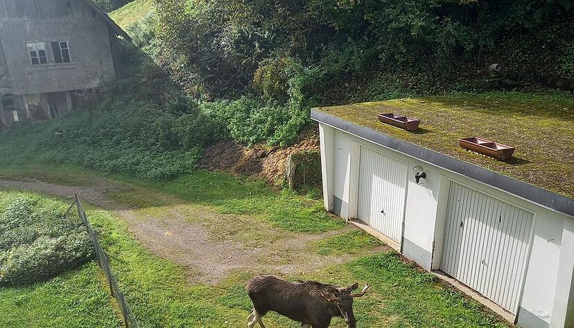 Mehrfach war Elch Erwin gesichtet und fotografiert worden - wie hier von Anwohnerin Rosi Friske.