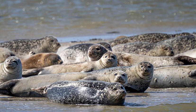Seehunde brauchen etwa für die Aufzucht ihrer Jungtiere viel Ruhe und sollten nicht gestört werden. (Archivbild) Seehunde brauchen etwa für die Aufzucht ihrer Jungtiere viel Ruhe und sollten nicht gestört werden. (Archivbild)
