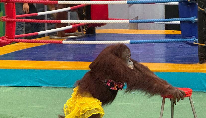 Ein Orang-Utan-Weibchen bei einer umstrittenen B&uuml;hnenshow.