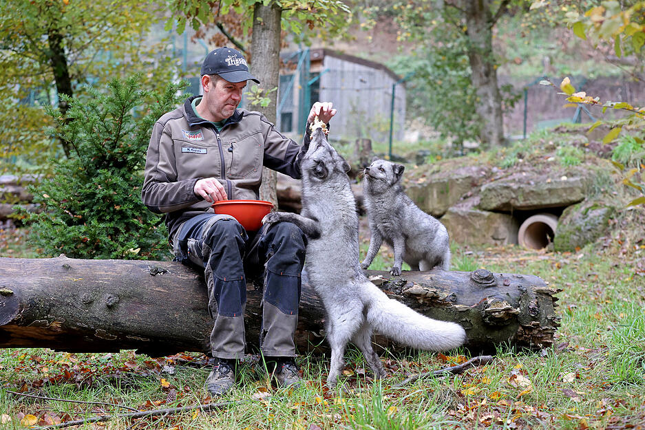Polarfüchse im Wildpark Tripsdrill in Cleebronn