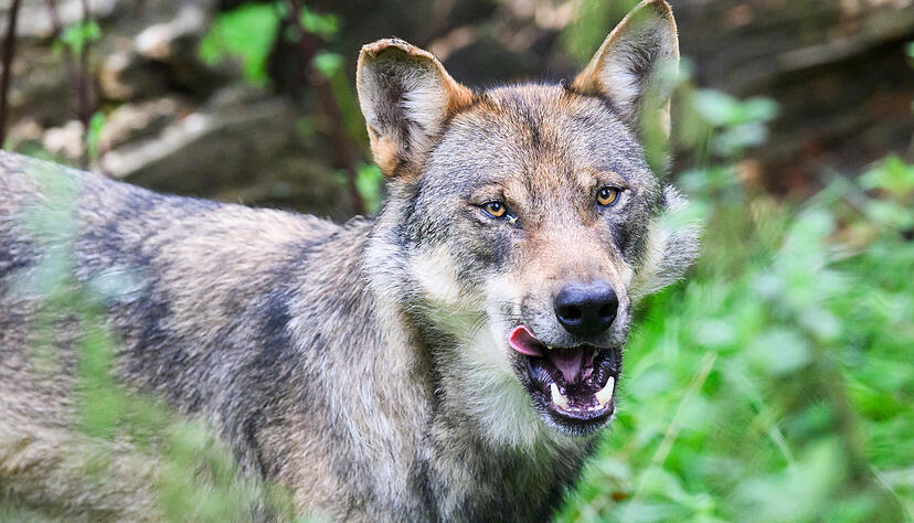 Raubtier in der Region? Auch wenn amtliche Bestätigungen noch ausstehen: Augenzeugen an verschiedenen Orten sind überzeugt, den Wolf gesichtet zu haben. Raubtier in der Region? Auch wenn amtliche Bestätigungen noch ausstehen: Augenzeugen an verschiedenen Orten sind überzeugt, den Wolf gesichtet zu haben.