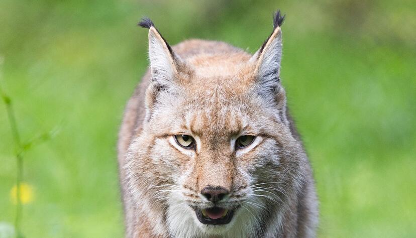 Der Luchs gehört zu den Gewinnern des WWF in diesem Jahr. (Archivbild) Der Luchs gehört zu den Gewinnern des WWF in diesem Jahr. (Archivbild)