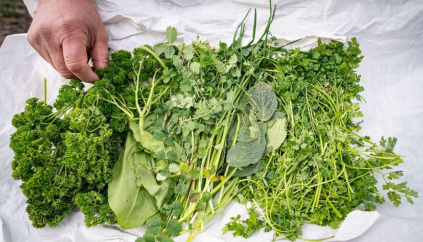 Frische Kr&auml;uter als Basis: Petersilie, Schnittlauch, Boretsch, Kerbel, Kresse, Sauerampfer und Pimpinelle machen die So&szlig;e einzigartig.