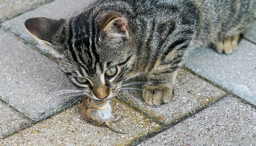 Der Katzen-Quäler von Verrenberg misshandelte eine Katze schwer. (Symbolbild)