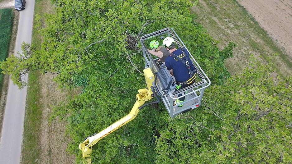 Urspr&uuml;nglich wollte die Tierrettung Unterland die Greifv&ouml;gel bei Bad Rappenau schon am Samstag befreien, konnten das Nest aber nicht erreichen, da der Baum in der H&ouml;he morsch gewesen sei.