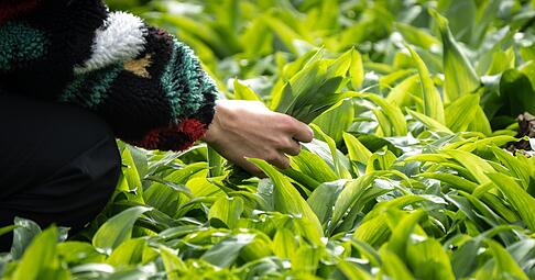 Eine Frau in einem bunten Pulli sammelt im Bad Vilbeler Stradtwald wild wachsende B&auml;rlauchbl&auml;tter. Der B&auml;rlauch ist eine die Heil- und Gew&uuml;rzpflanze, die im Volksmund aufgrund ihres Geruches auch &laquo;Wilder Knoblauch&raquo; genannt wird. Beim Sammeln ist allerdings Vorsicht geboten: Die Bl&auml;tter k&ouml;nnen recht leicht mit den &auml;u&szlig;erst giftigen Maigl&ouml;ckchen oder Herbstzeitlosen verwechselt werden. +++ dpa-Bildfunk +++