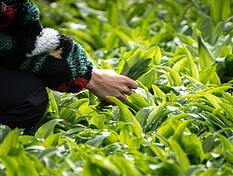 Eine Frau in einem bunten Pulli sammelt im Bad Vilbeler Stradtwald wild wachsende B&auml;rlauchbl&auml;tter. Der B&auml;rlauch ist eine die Heil- und Gew&uuml;rzpflanze, die im Volksmund aufgrund ihres Geruches auch &laquo;Wilder Knoblauch&raquo; genannt wird. Beim Sammeln ist allerdings Vorsicht geboten: Die Bl&auml;tter k&ouml;nnen recht leicht mit den &auml;u&szlig;erst giftigen Maigl&ouml;ckchen oder Herbstzeitlosen verwechselt werden. +++ dpa-Bildfunk +++