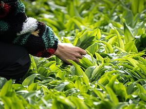 Eine Frau in einem bunten Pulli sammelt im Bad Vilbeler Stradtwald wild wachsende B&auml;rlauchbl&auml;tter. Der B&auml;rlauch ist eine die Heil- und Gew&uuml;rzpflanze, die im Volksmund aufgrund ihres Geruches auch &laquo;Wilder Knoblauch&raquo; genannt wird. Beim Sammeln ist allerdings Vorsicht geboten: Die Bl&auml;tter k&ouml;nnen recht leicht mit den &auml;u&szlig;erst giftigen Maigl&ouml;ckchen oder Herbstzeitlosen verwechselt werden. +++ dpa-Bildfunk +++