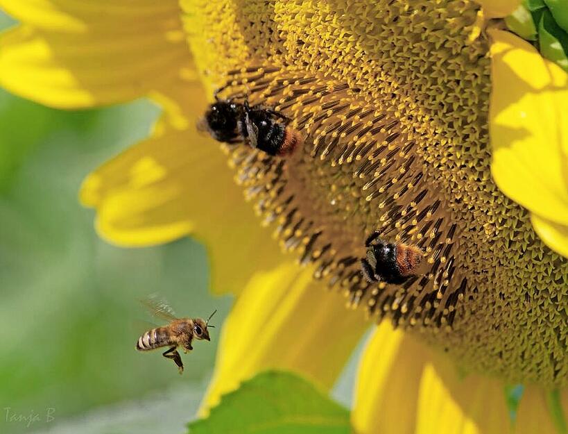 Alle richten sich der Sonne zu, nur diese eine Blume nicht. Doris Eggermann aus Schwaigern hat dieses Phänomen abgelichtet.
Fotos: privat Alle richten sich der Sonne zu, nur diese eine Blume nicht. Doris Eggermann aus Schwaigern hat dieses Phänomen abgelichtet.
Fotos: privat
