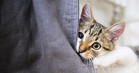 Auf Entdeckungstour: Am besten lässt man der Katze Zeit, ein Zimmer nach dem anderen zu erkunden. Auf Entdeckungstour: Am besten lässt man der Katze Zeit, ein Zimmer nach dem anderen zu erkunden.