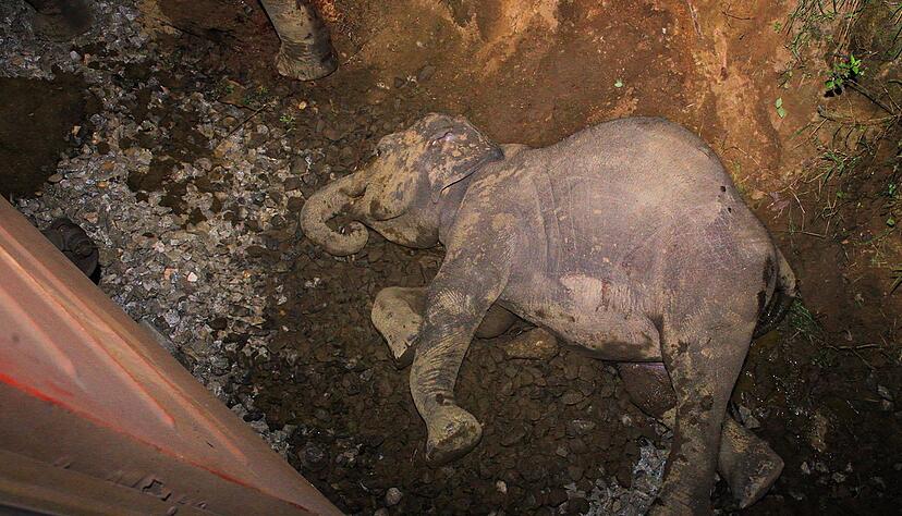Ein toter Elefant liegt neben einem entgleisten Zugwaggon, nachdem ein Personenzug mit einer Elefantenherde zusammengestoßen ist. (Foto aktuell) Ein toter Elefant liegt neben einem entgleisten Zugwaggon, nachdem ein Personenzug mit einer Elefantenherde zusammengestoßen ist. (Foto aktuell)