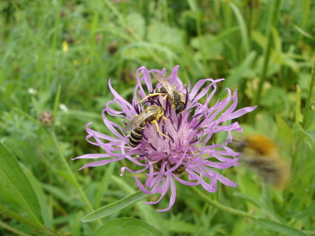 Gelbbindige Furchenbiene