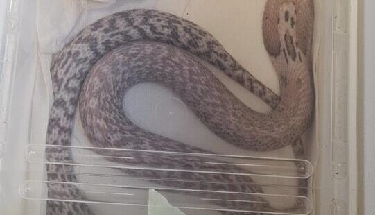 Eine giftige Kobra: Die Box wurde lediglich mit Kreppband gesichert. Eine giftige Kobra: Die Box wurde lediglich mit Kreppband gesichert.