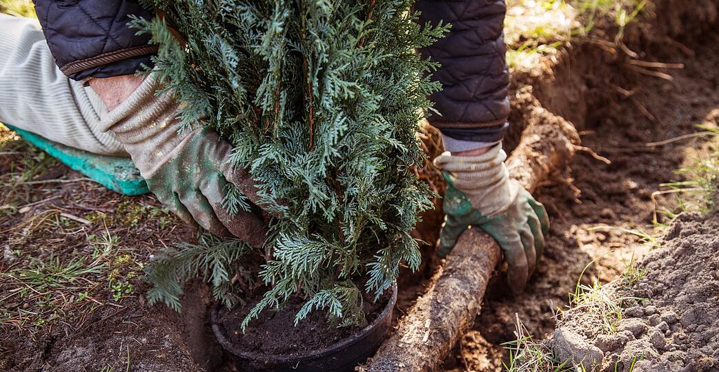 Ein Gartenbaubetrieb hat keinen Anspruch auf Verg&uuml;tung, wenn er ohne ausdr&uuml;cklichen Auftrag eine Grundst&uuml;cksgrenze bepflanzt.